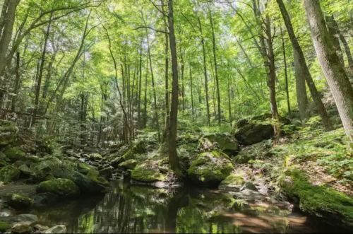 Lush green forest with tall trees and a serene stream surrounded by moss-covered rocks.