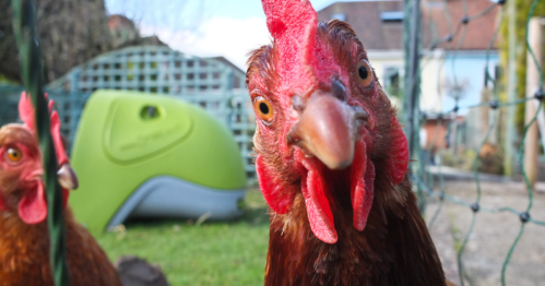 Close-up of a brown chicken with a red comb, looking curiously at the camera in a backyard setting.
