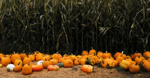 Rows of pumpkins and gourds in front of a corn maze in Shelton, Connecticut