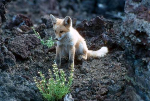 A young fox sits on rocky terrain, surrounded by sparse vegetation.