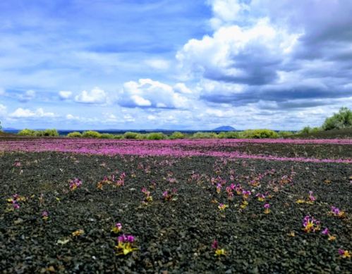 A vibrant field of small purple flowers against a backdrop of blue sky and fluffy clouds.