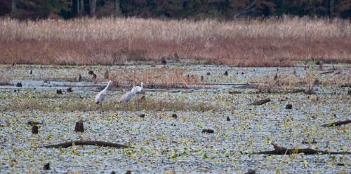 Two cranes stand in a wetland area surrounded by tall grasses and lily pads, with a serene landscape in the background.