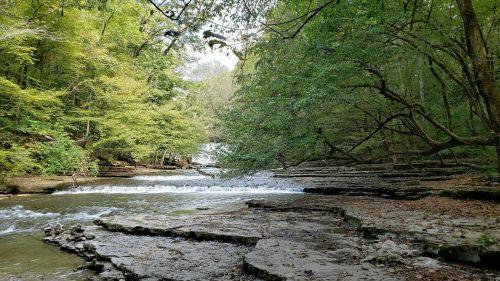 A serene forest scene with a flowing stream, rocky banks, and lush green trees under a clear sky.