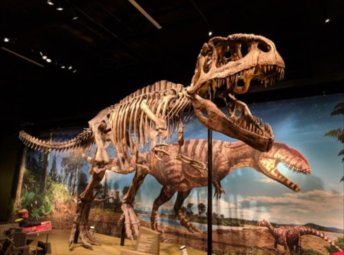 A large dinosaur skeleton on display in a museum, with a backdrop of other dinosaurs in a prehistoric setting.
