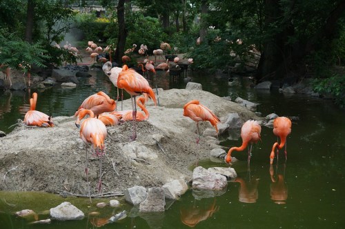 A group of pink flamingos standing and wading in a pond surrounded by greenery and rocks.