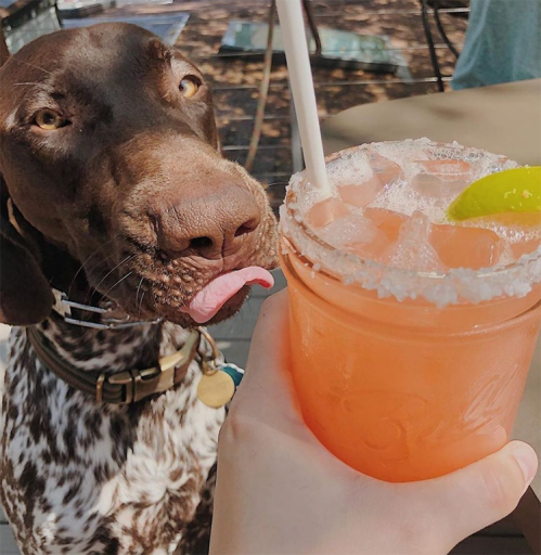 A close-up of a dog with its tongue out, next to a hand holding a margarita with a lime slice.