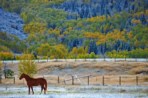 A brown horse stands in a frosty field with colorful autumn trees in the background and a rustic fence.