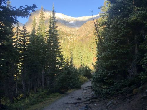 A scenic mountain trail surrounded by tall evergreen trees, leading towards a sunlit mountain peak in the background.