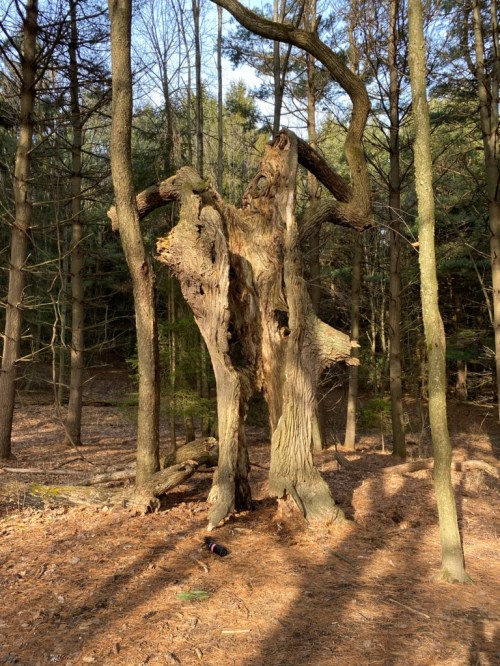 A large, weathered tree with twisted branches stands among tall trees in a forest, surrounded by fallen leaves.
