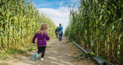 Children walking through a corn maze on a sunny day, surrounded by tall corn plants.