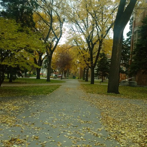 A tree-lined pathway covered in fallen leaves, surrounded by vibrant autumn foliage.