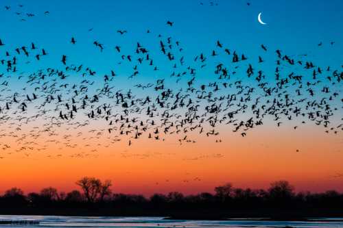 A flock of birds flies against a vibrant sunset sky, with a crescent moon visible in the upper right corner.