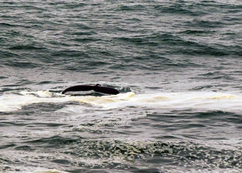 A whale's tail emerges from the ocean, creating ripples in the water against a backdrop of waves.