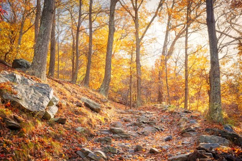 A serene forest path lined with trees, showcasing vibrant autumn foliage and scattered rocks.