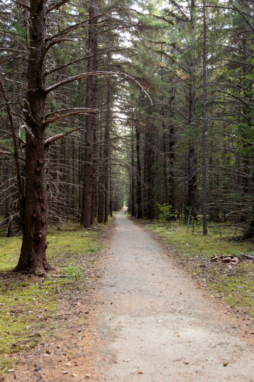 A narrow dirt path winding through a dense forest of tall trees, with soft moss covering the ground.