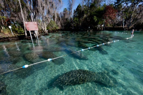 Clear water with manatees swimming beneath a floating barrier, surrounded by trees and a sign in the background.