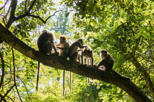 A group of monkeys sitting on a tree branch, surrounded by lush green foliage and dappled sunlight.