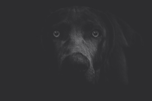 A close-up of a dog's face with striking eyes, set against a dark background.