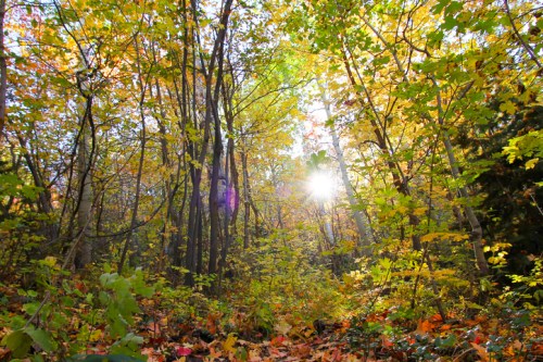 Sunlight filters through vibrant autumn leaves in a dense forest, creating a warm, colorful atmosphere.