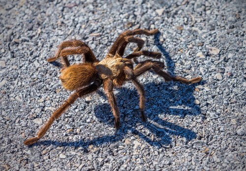 A large brown tarantula crawls on a gravel surface, casting a shadow in the sunlight.