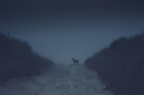 A lone figure stands on a foggy path, surrounded by dark grass and a mysterious atmosphere.