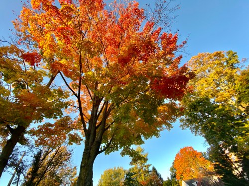 Vibrant autumn trees with orange and yellow leaves against a clear blue sky.