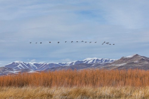 A flock of birds flies over a snowy mountain range, with tall grasses in the foreground under a cloudy sky.