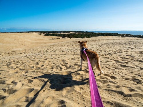 A dog on a leash stands on sandy dunes, looking out at a clear blue sky and distant landscape.