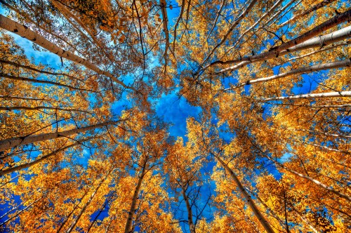 Looking up at tall trees with vibrant orange leaves against a bright blue sky.