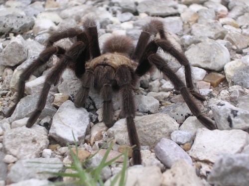 A large tarantula crawls over a bed of small rocks, showcasing its hairy legs and distinctive body.