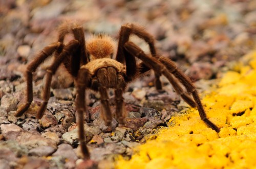 A close-up of a brown tarantula walking on a textured surface with yellow and gray colors.