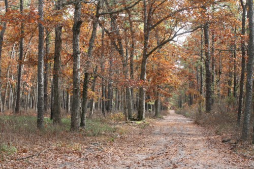 A serene forest path lined with trees displaying vibrant autumn foliage and fallen leaves on the ground.