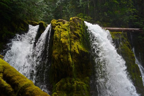 A lush, green waterfall cascading over moss-covered rocks in a dense forest.