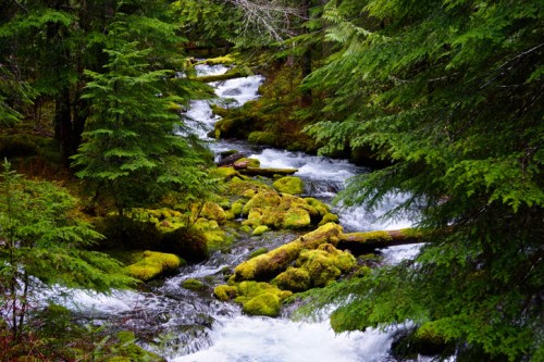 A serene forest scene featuring a flowing river surrounded by lush green trees and moss-covered rocks.