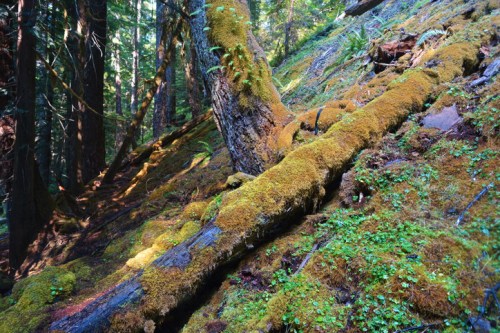 A lush forest scene featuring moss-covered logs and vibrant greenery on a sloped terrain.