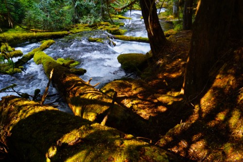 A serene forest scene with a flowing stream, moss-covered logs, and dappled sunlight filtering through the trees.