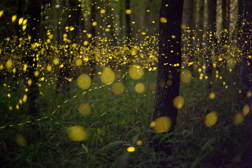 A magical forest scene filled with glowing fireflies illuminating the dark surroundings.