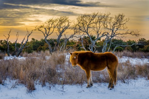 A wild horse stands in a snowy landscape, with sparse trees and a colorful sunset in the background.