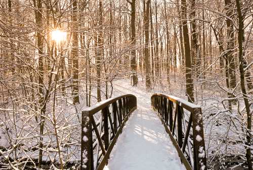 A snow-covered bridge leads through a serene winter forest, with sunlight filtering through the trees.