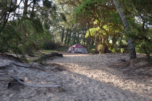 A tent set up in a sandy area surrounded by trees and greenery, creating a peaceful camping scene.