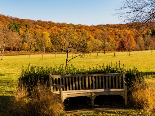 A wooden bench surrounded by shrubs, set against a backdrop of colorful autumn trees in a sunny park.