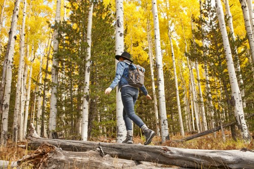 A person walks on a fallen log in a forest with tall trees and vibrant yellow leaves, wearing a backpack and hat.
