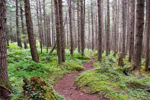 A winding dirt path through a dense forest of tall trees and lush green undergrowth.