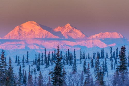 Snow-capped mountains bathed in pink and purple light, surrounded by evergreen trees in a winter landscape.