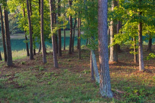 A serene forest scene with tall trees and a calm body of water in the background, illuminated by soft sunlight.