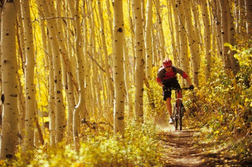 A mountain biker rides through a vibrant, golden-hued forest trail surrounded by tall aspen trees.