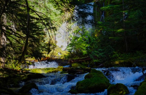 A serene forest scene with a waterfall cascading into a stream, surrounded by lush greenery and moss-covered rocks.