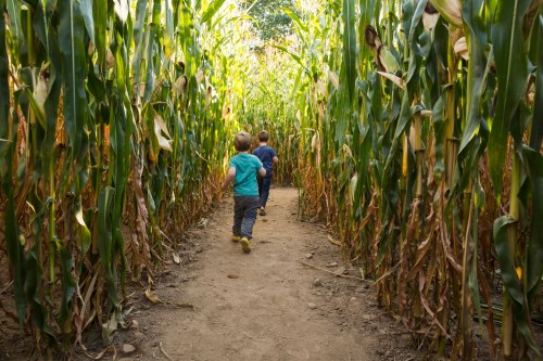 Two children walk down a dirt path through tall corn stalks in a corn maze.