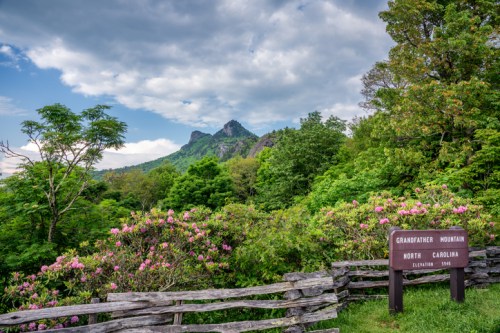 Scenic view of Grandfather Mountain in North Carolina, surrounded by lush greenery and blooming flowers under a cloudy sky.