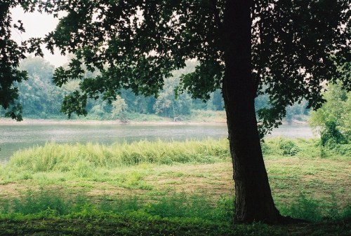 A serene riverside scene with lush greenery and a large tree framing the view of calm water and distant trees.